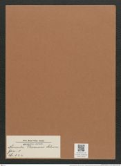 Navicula thomasii Schum. (de-Toni-Nr.: Genus 1, Species 624) Zeichnungen Sammlung Grunow Mappe 00535 (Herbarium_W_Grunow_drawings_Folder_00535)